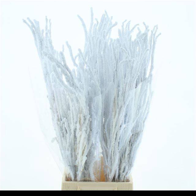 <h4>BETULA BS KLB H%</h4>