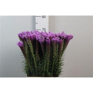 Liatris Spicata