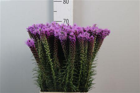 <h4>Liatris Spicata</h4>