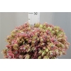 Blushing Bride Pink 6-9 Flower