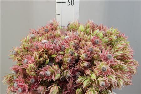 Blushing Bride Pink 6-9 Flower