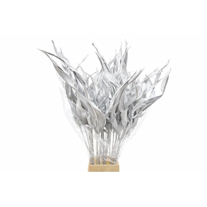 Dried Strelitziablad Wit P Stem