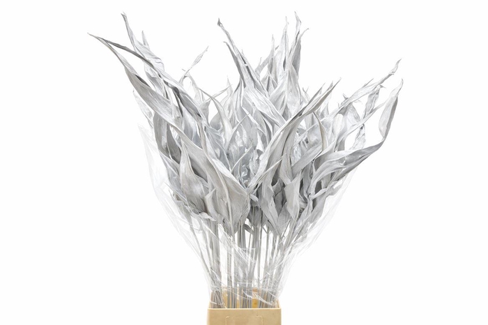 <h4>Dried Strelitziablad Wit P Stem</h4>