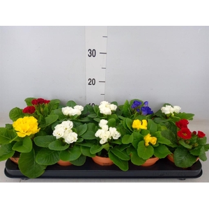 Primula ac.   ...mix