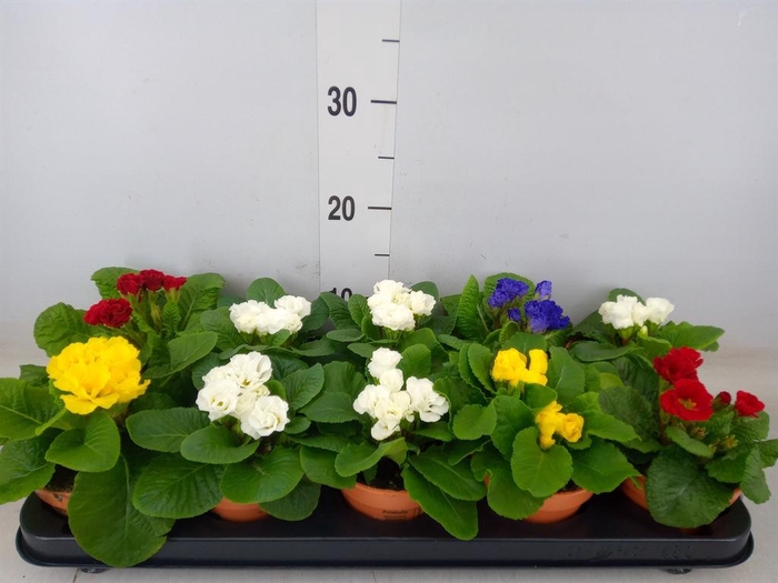 <h4>Primula ac.   ...mix</h4>