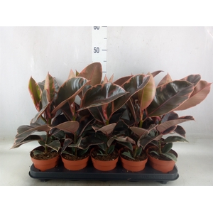 Ficus elastica 'Belize'