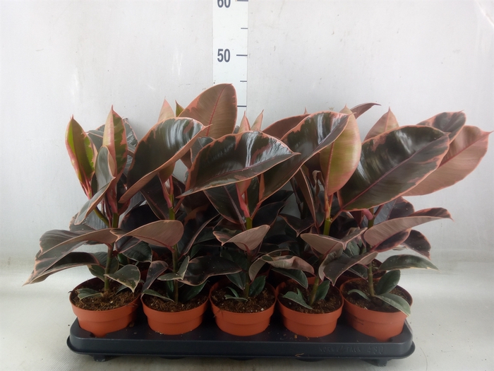<h4>Ficus elastica 'Belize'</h4>