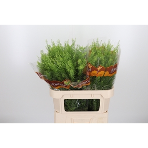Lepidium Green Bell