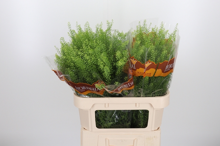 <h4>Lepidium Green Bell</h4>