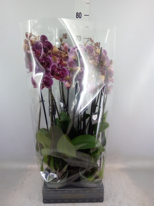 <h4>Phalaenopsis  'Jaguar'</h4>