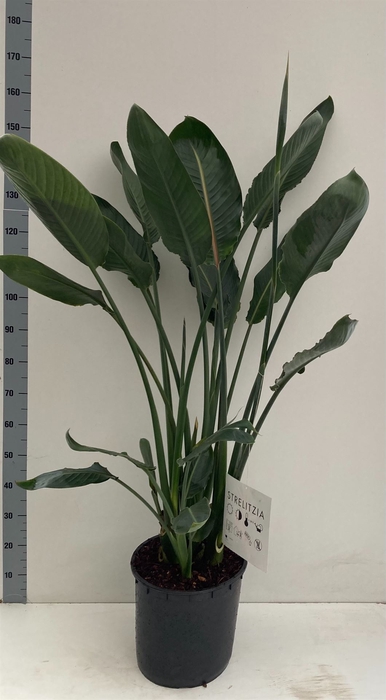 <h4>Strelitzia reg.</h4>