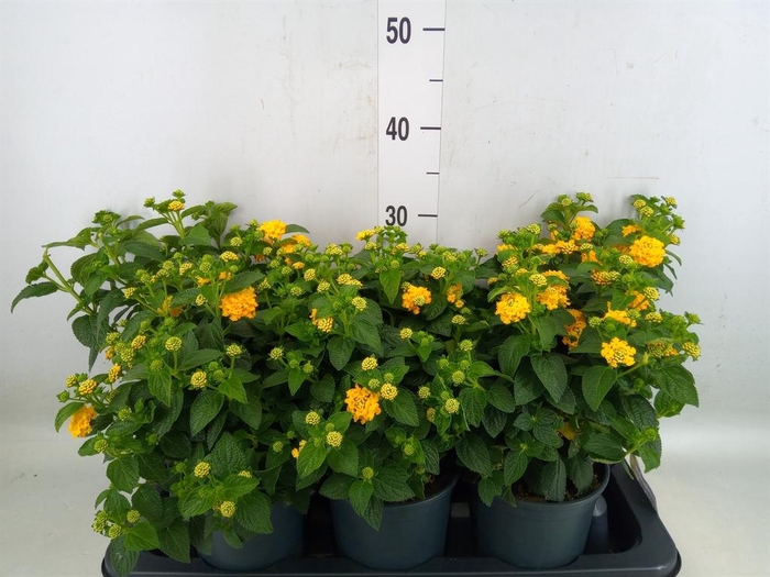 <h4>Lantana camara 'Simon Orange'</h4>