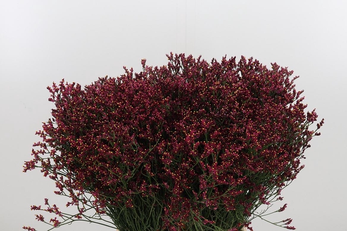 <h4>Lim Sin Scar Diamond</h4>