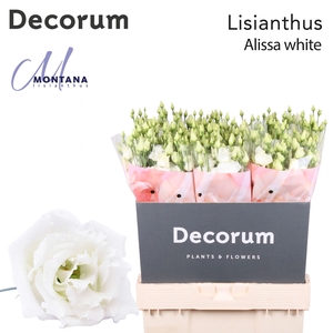 Lisianthus Alissa white 70cm