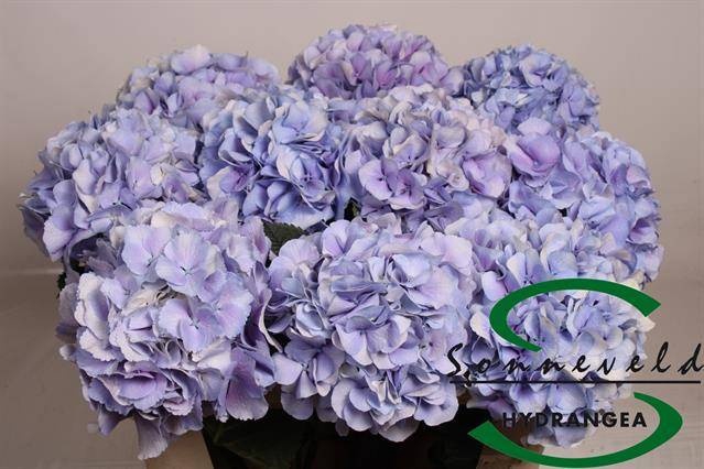 <h4>HYDR M ROYAL SUPREME</h4>