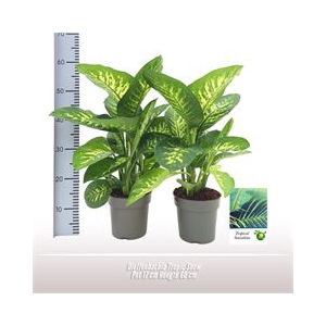 Dieffenbachia Tropic Snow