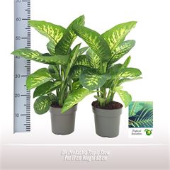 Dieffenbachia Tropic Snow