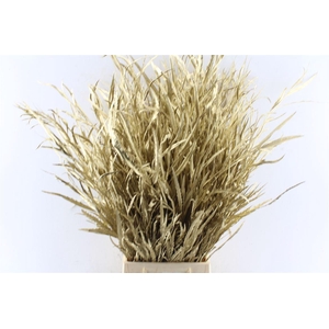 Grevillea Metal Gold