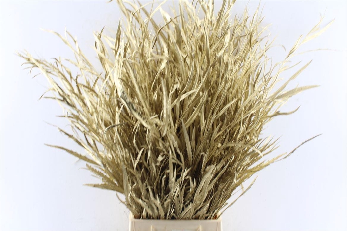 <h4>Grevillea Metal Gold</h4>