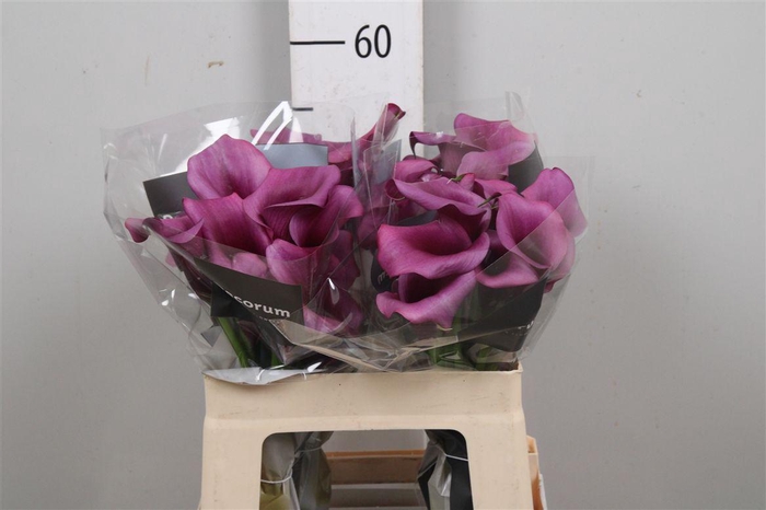 <h4>Zant Durban</h4>