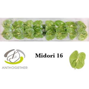 ANTH A MIDORI 16