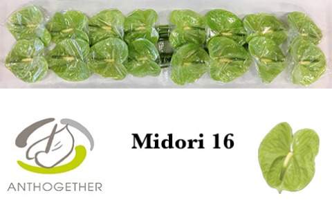 <h4>ANTH A MIDORI 16</h4>