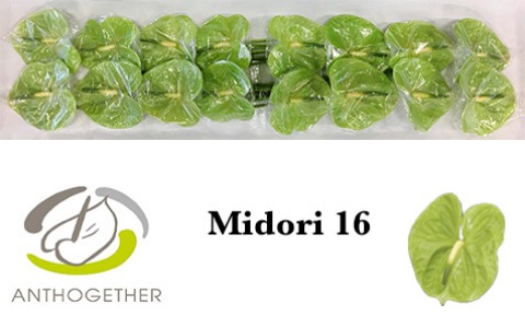 ANTH A MIDORI
