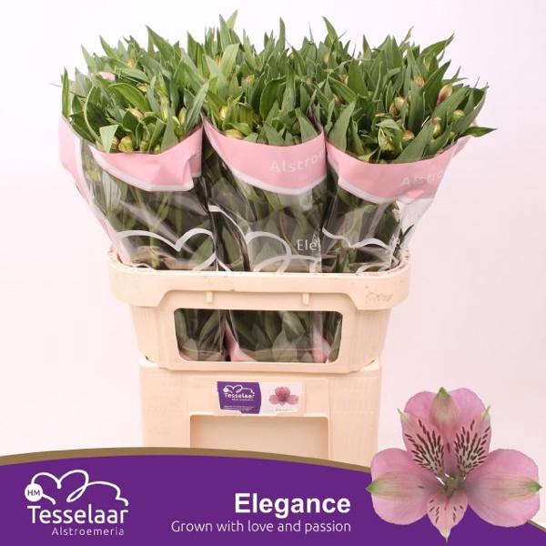 <h4>Alstr Elegance Pink Extra HM</h4>