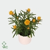 Xerochrysum bracteatum mix