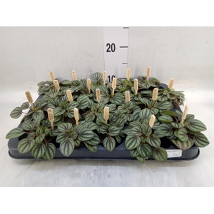 Peperomia albov. 'Piccolo Banda'