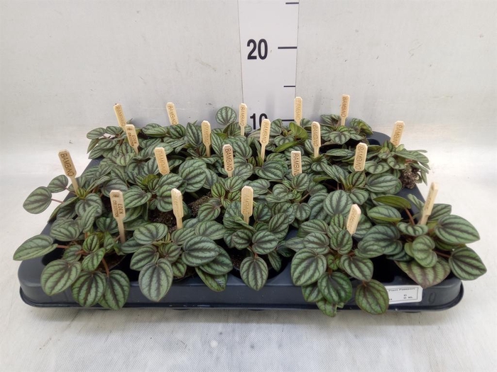 <h4>Peperomia albov. 'Piccolo Banda'</h4>