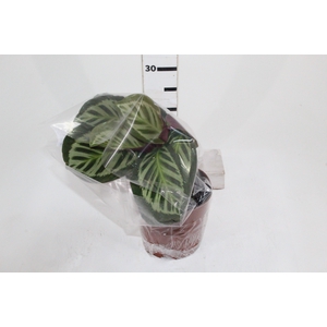 CALATHEA CORA P17