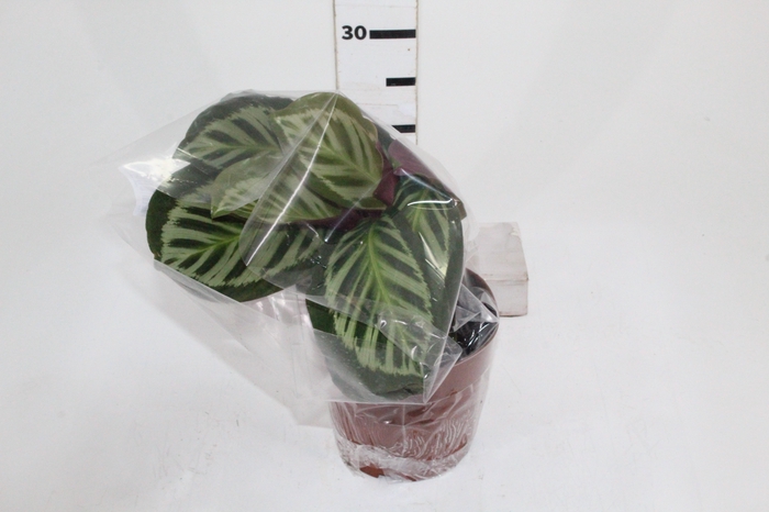 <h4>CALATHEA CORA P17</h4>