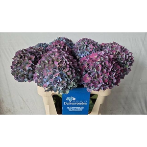 HYDR M CH PIMPERN CL