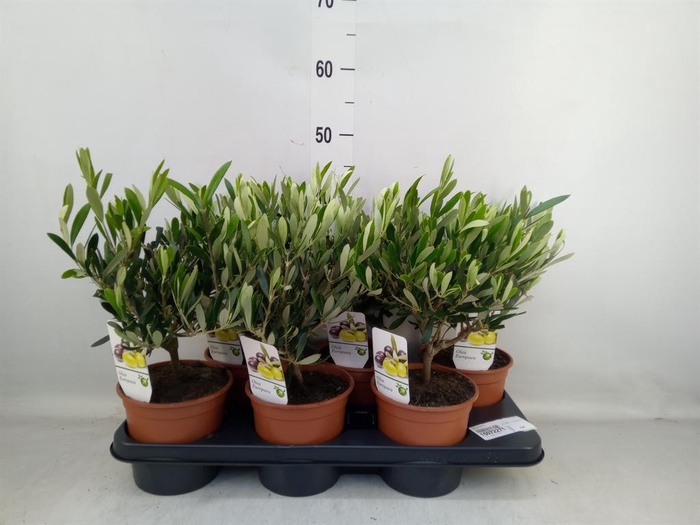 <h4>Olea europaea</h4>