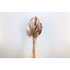 Dried Palm Spear 10pc Champagne Bunch