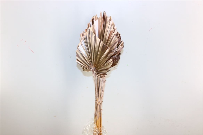 Dried Palm Spear 10pc Champagne Bunch