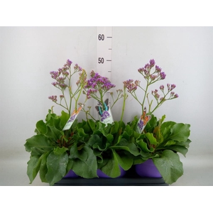 Limonium  'Salt Lake'