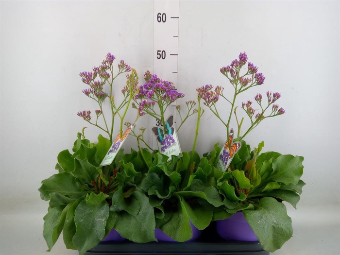 <h4>Limonium  'Salt Lake'</h4>