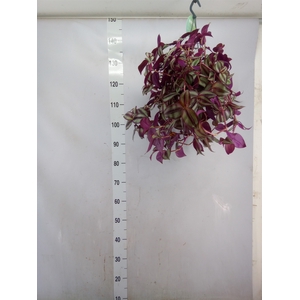 Tradescantia   ...