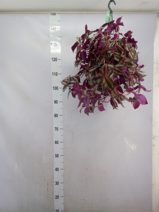 <h4>Tradescantia   ...</h4>