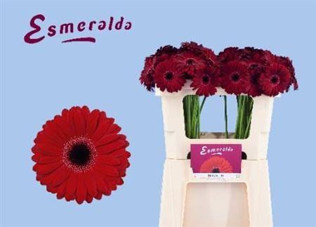 <h4>Ge Mi Black Tie 07 CM,(NL),(20)</h4>