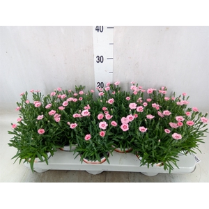 Dianthus  'Diantica Peach Party'