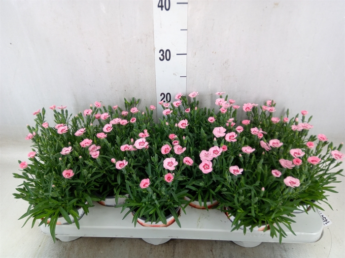 <h4>Dianthus  'Diantica Peach Party'</h4>