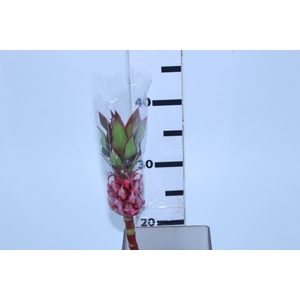 ANANAS MINI