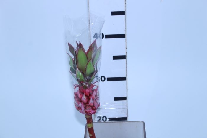 ANANAS MINI