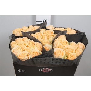 R Gr Avalanche Peach