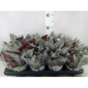 Begonia BD 'Beleaf Arctic Breeze'