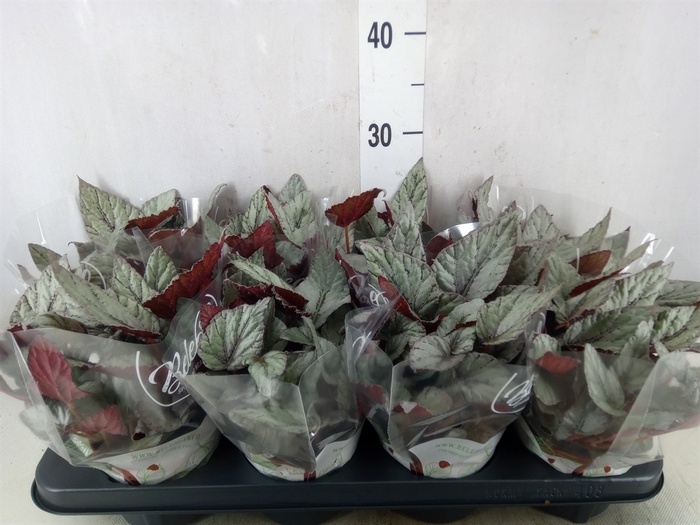 <h4>Begonia BD 'Beleaf Arctic Breeze'</h4>