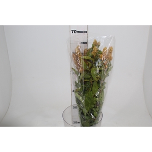 CAMARAO AMARELO 050 CM